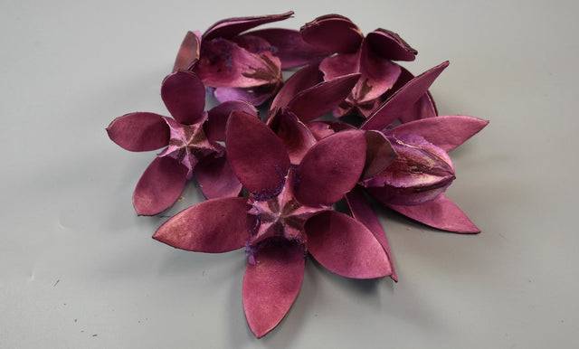 Image for Wild lilly mov