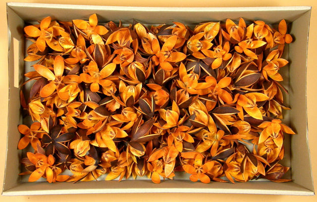 Image for Wild lily colorat portocaliu