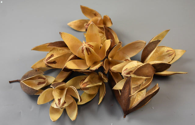 Image for Wild lily natur