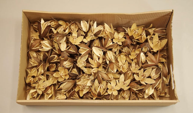 Image for Wild lily natur 200buc.