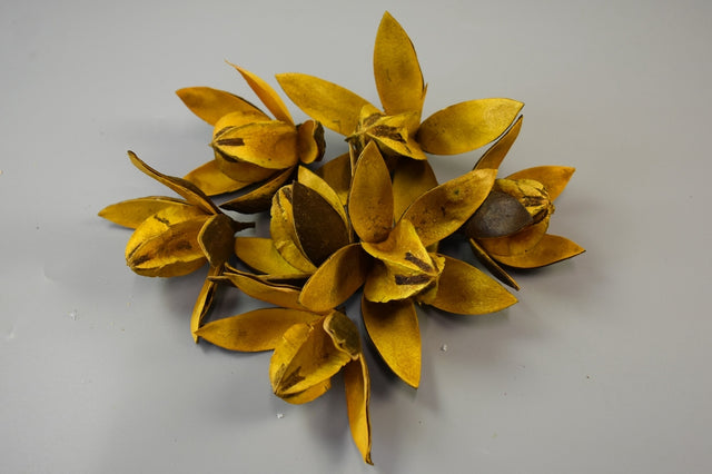 Image for Wild lily galben