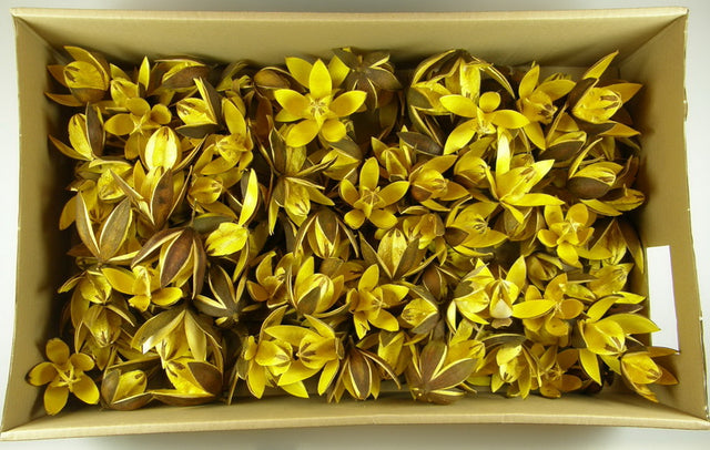 Image for Wild lily colorat galben