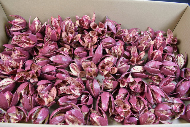 Wild Lily cerat bordeaux