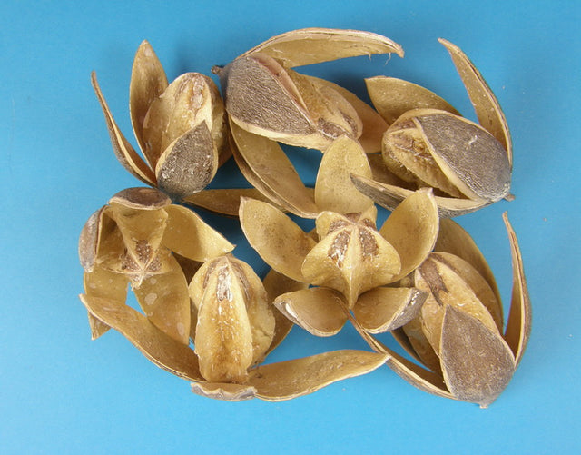 Image for Wild lily cu chiciura