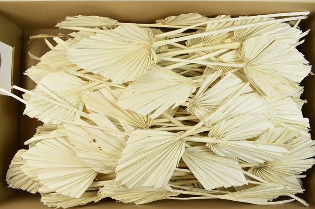 imagine produs Frunza palmier mediu inalbit