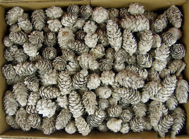 imagine produs Conuri de larici vopsit alb 3.5kg