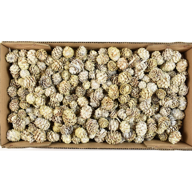 Salignum vopsit 1.2kg alb