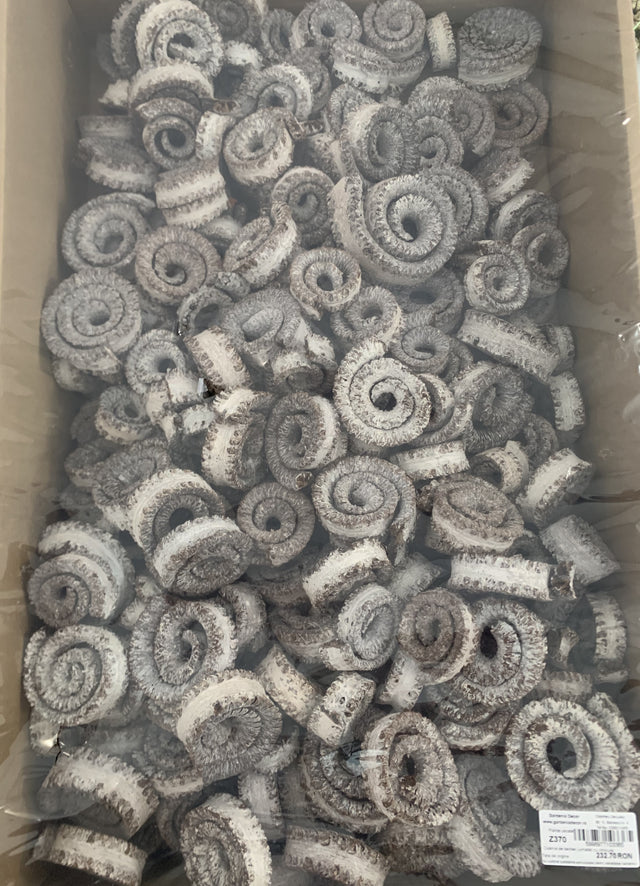 Coarna de berbec jumatati cu chiciura