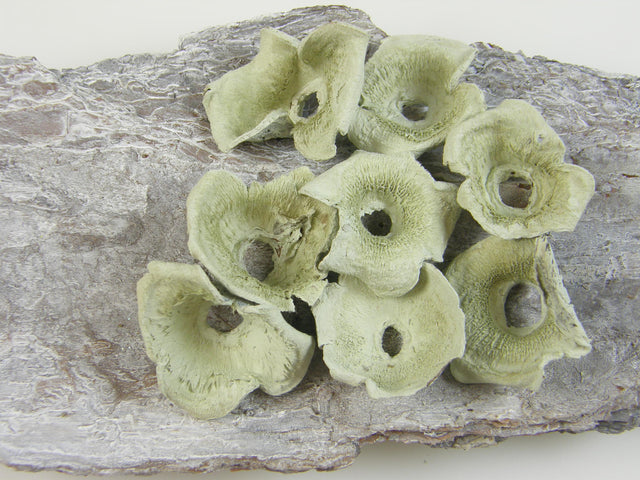 Image for Zem vopsit verde deschis