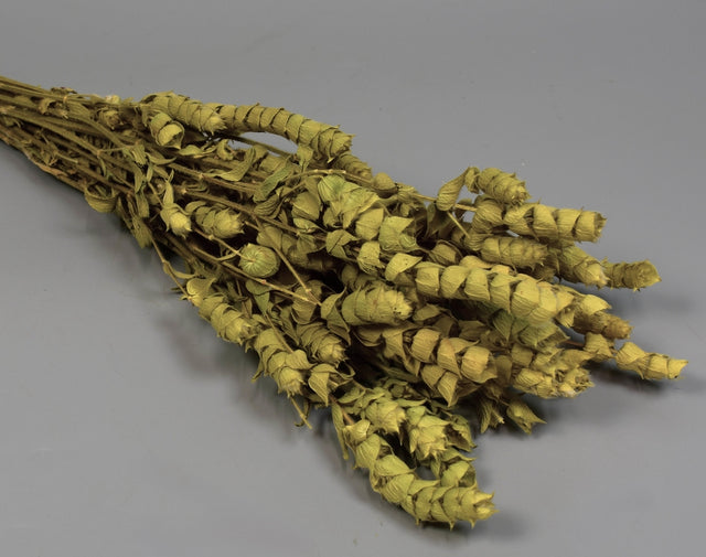 Image for Salvie 60gr natur