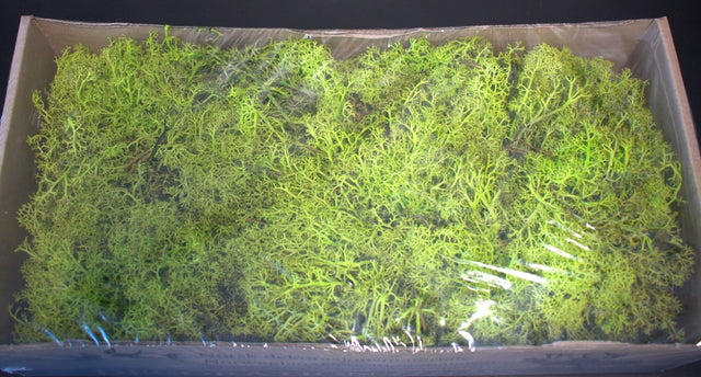 Image for Muschi islanda mix verde deschis