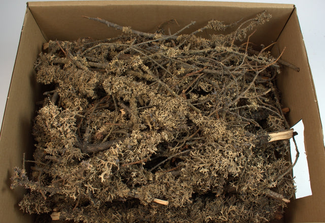 Image for Ramura de lichen