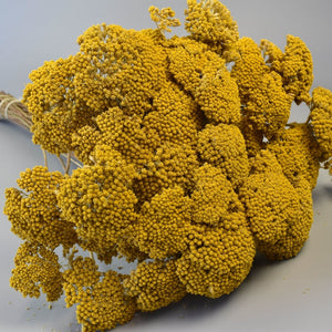 Plante uscate mediteraneene