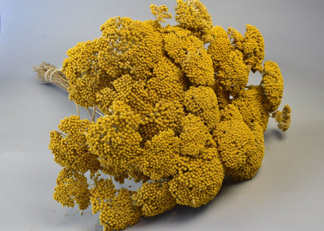 Plante uscate mediteraneene