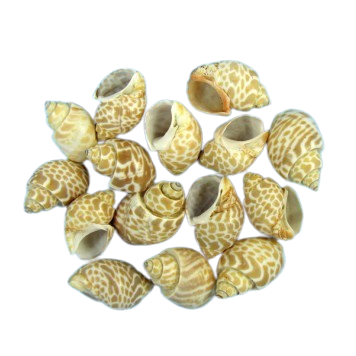 Scoici si melci