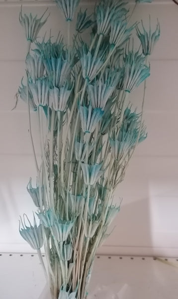 Nigella albastru deschis