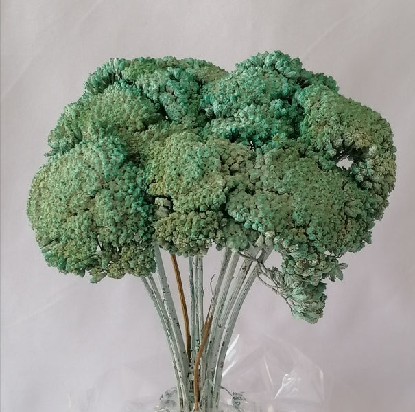 Achillea aqua