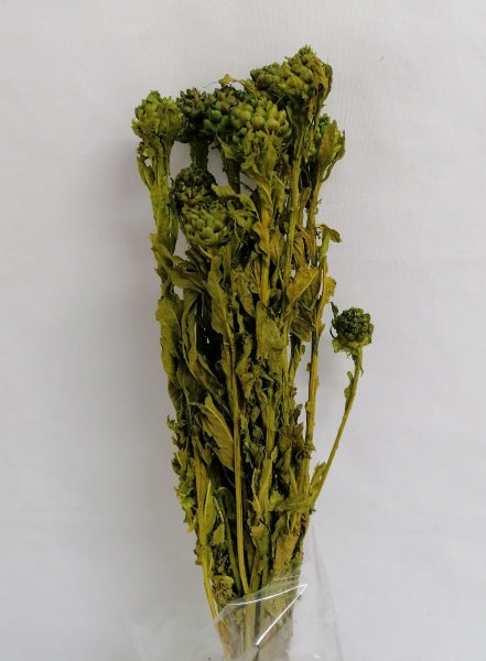 OCHIUL DRACULUI VERDE