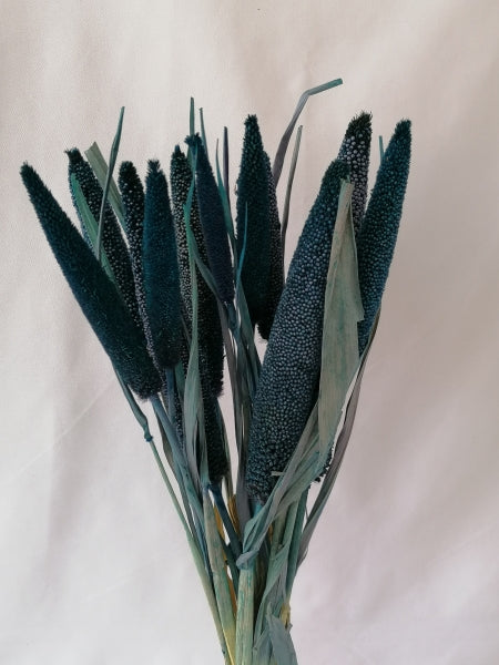 BABALA ALBASTRU INCHIS