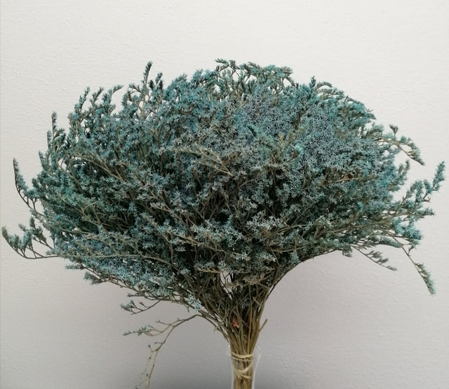 STATICE TATARICA ALBASTRU DESCHIS