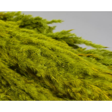 Iarba pampas india verde oliv