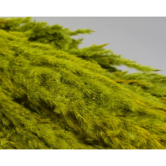Iarba pampas india verde oliv