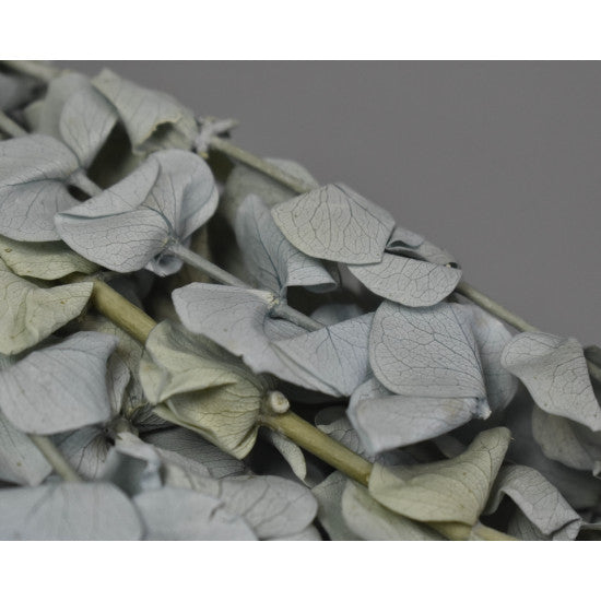 Creanga Eukalypt baby blue prep. inalbit albastru