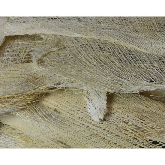Scoarta de palmier inalbit