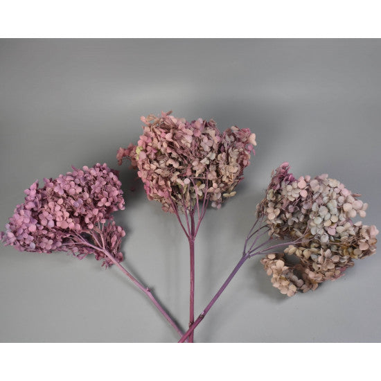 Hortensie 15-20cm preparat mix2