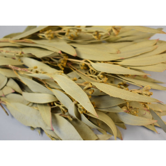 Creanga eucalypt cu frunze alungite si fructe