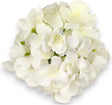 imagine produs Capete hortensie 15cm S/12 crem