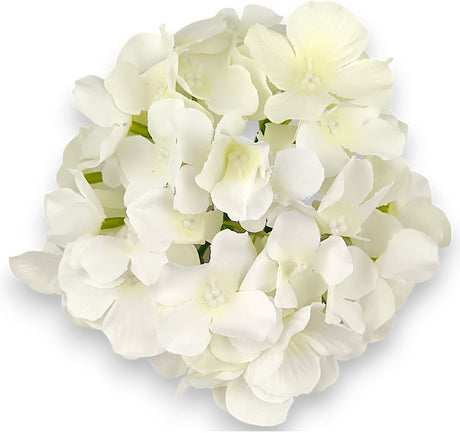 imagine produs Capete hortensie 15cm S/12 crem