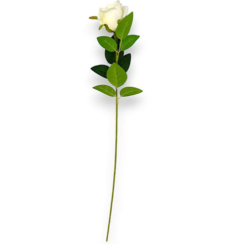 imagine produs Fir trandafiri crem