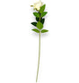 imagine produs Fir trandafiri crem