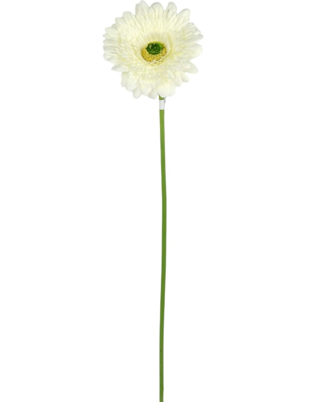 Fir gerbera H:60 cm crem