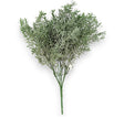 imagine produs Buchet rozmarinx7 H:33cm