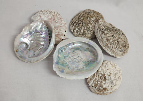 imagine produs Scoici Abalone 0.5kg mini natur