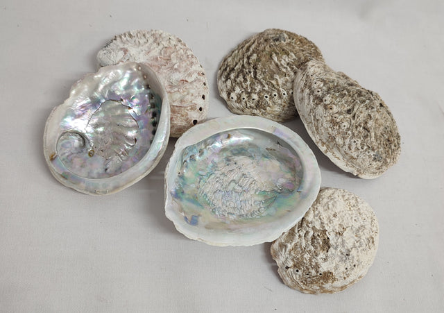 imagine produs Scoici Abalone 0.5kg mini natur