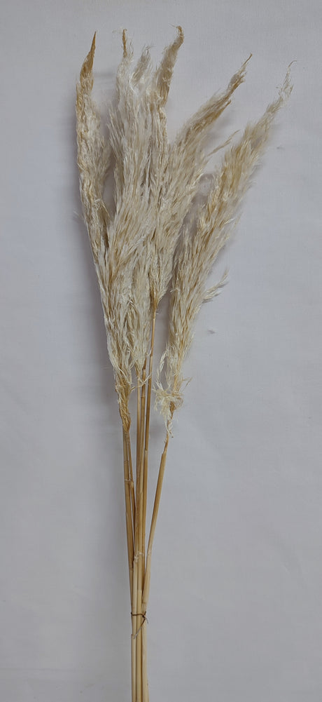 imagine produs Iarba pampas 65-75cm inalbit