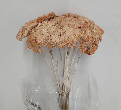 imagine produs Achillea varuit piersica