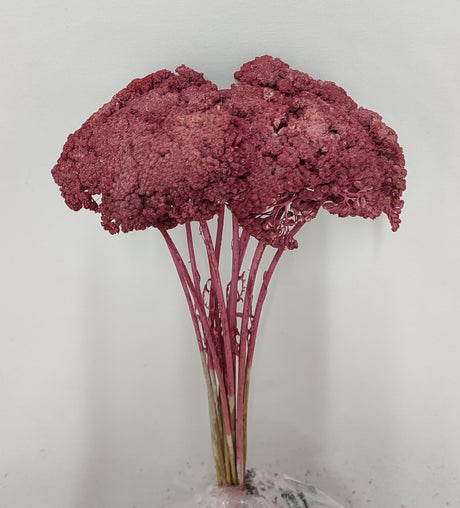 imagine produs Achillea variut bordeaux