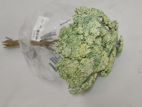 imagine produs Achillea varuit verde deschis