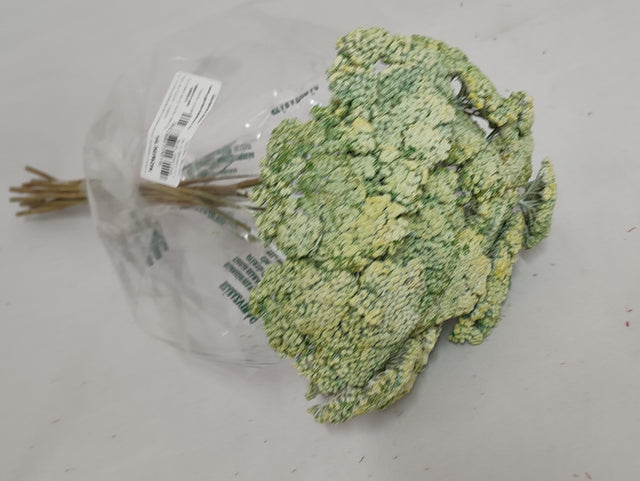 imagine produs Achillea varuit verde deschis