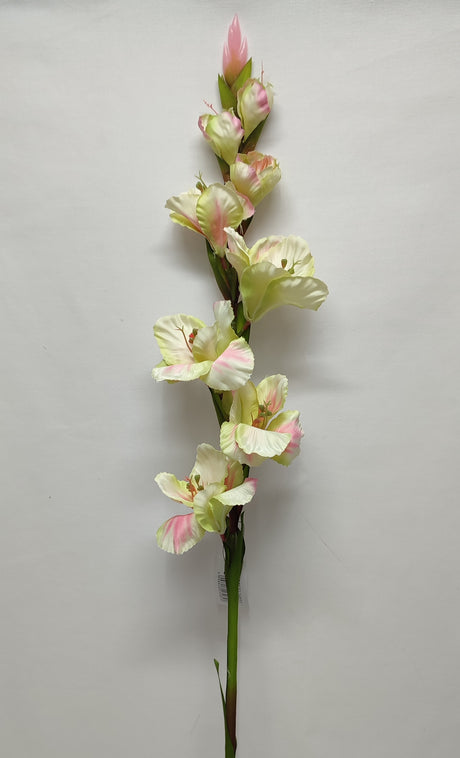 imagine produs Fir gladiola 85cm crem