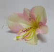 imagine produs Cap astromelia S/24 piersica