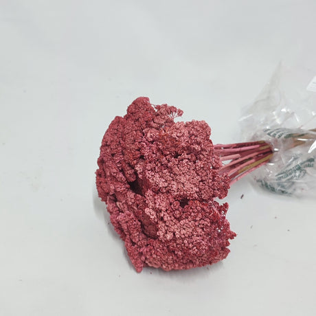 imagine produs Achillea coral