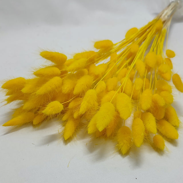 imagine produs Lagurus galben