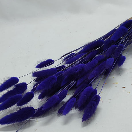 imagine produs Lagurus mov inchis