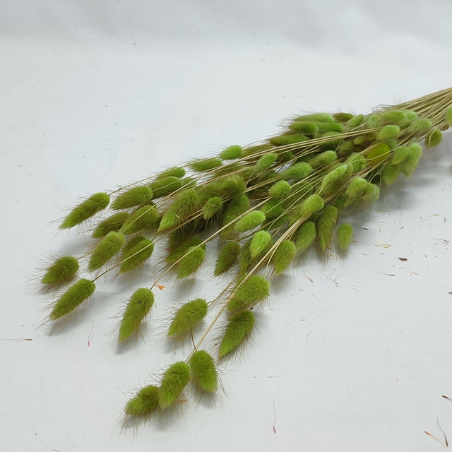 imagine produs Lagurus verde deschis