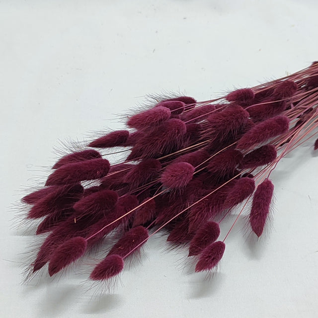 imagine produs Lagurus bordeaux